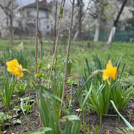 Apartment Garden Tiny Brasov