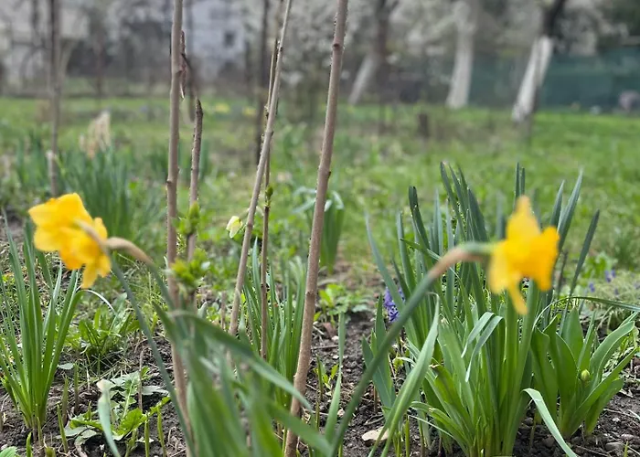 Apartment Garden Tiny Brașov